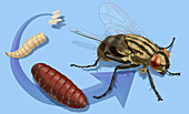Life Stages of House Fly, Illustration