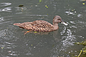 Meller's Duck