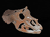 Skull of a Baby Triceratops
