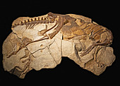 Thescelosaurus dinosaur fossil