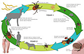 Life Cycle of the Black-legged Tick and Lyme, Illustration