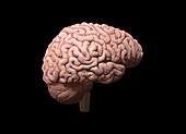 Lateral Brain, 3D Illustration