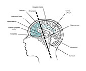 Brain Neuroaxis and Cortices, Illustration