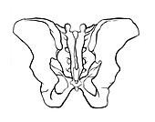 Posterior Pelvis, Illustration