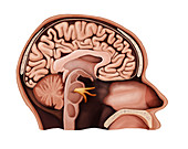 Head, Sagittal Section, Illustration