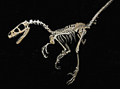 Saurornitholestes Dinosaur