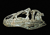 Allosaurus dinosaur skull