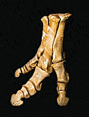 Brachylophosaurus right hind foot