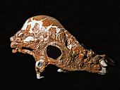 Pachycephalosaurus dinosaur, mature adult skull