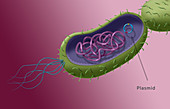 Antibiotic Resistance, Illustration