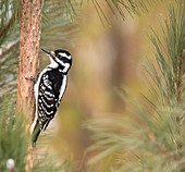 Hairy woodpecker, female