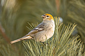 Female pine grosbeak in northern Wisconsin