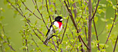 Rose-breasted grosbeak