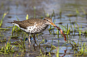 Spotted sandpiper