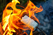 Roasting marshmallows over a summer campfire