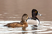 Pair of Ring-necked Ducks