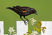 Red-winged blackbird, imature male