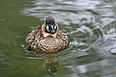 African White-backed Duck