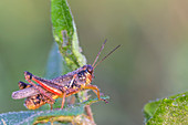 Dewy Red-legged Grasshopper