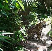 Belize Zoo jaguar