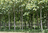 Teak plantation