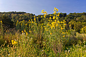 Tall Sunflower