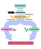 Inflammatory Cascade Inhibition, Illustrated Flow Chart