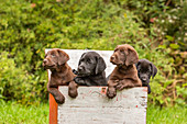 Black and chocolate Labrador retriever puppies