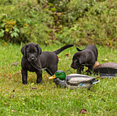 Black Labrador retriever puppy