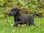 Black Labrador retriever puppy