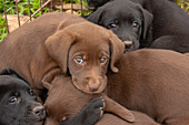 Chocolate Labrador retriever puppy