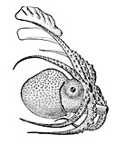 Argonauta argo, Pelagic Octopus