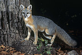 grey Fox