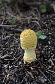 Young Fly Agaric Mushroom