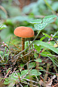 Colourful Waxy Cap Fungus
