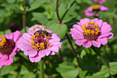 Honeybee at Zinnia