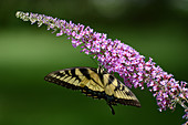Eastern Tiger Swallowtail on Buddleia