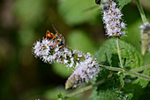 Great Golden Digger Wasp on Mint