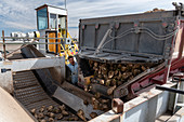 Worker unloading sugar beets onto a beet stacker