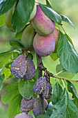 Brown rot on plums