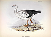 Andean goose, illustration