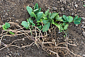 Ground elder & rhizomes
