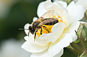 Orange-tailed mining bee
