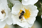 Hoverfly