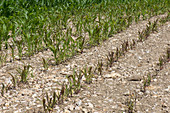 Phosphorus Deficiency in Corn