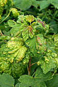 Currant blister aphid damage