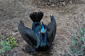 Brandt's Cormorant, Phalacrocorax penicillatus