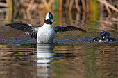 Bufflehead male, Bucephala albeola