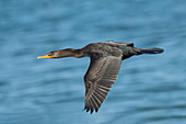 Double-crested Cormorant, Phalacrocorax auritus