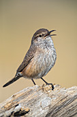 Rock Wren, Salpinctes obsoletus